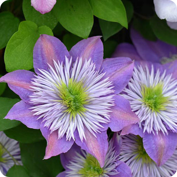 Clematis Crystal Fountain 'EVIPO038'