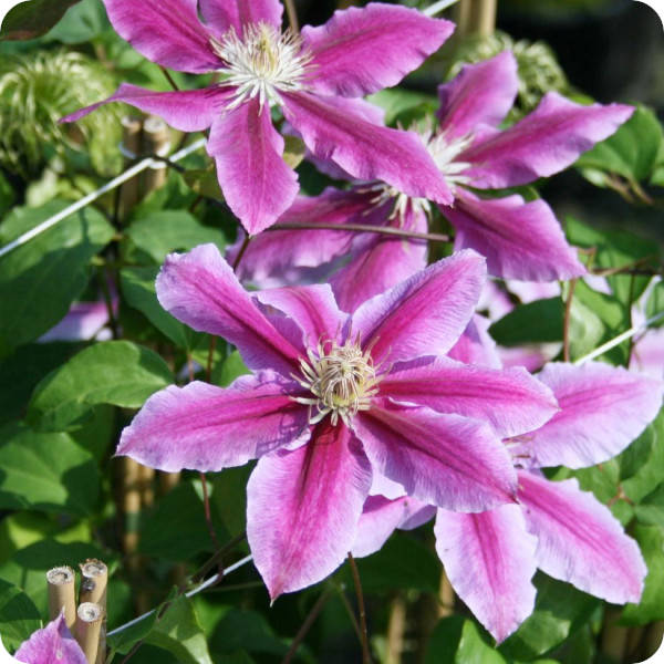 Clematis Dr. Ruppell