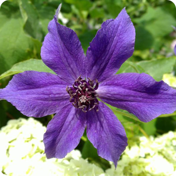 Clematis Guiding Promise