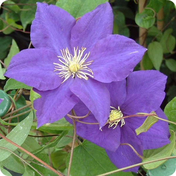 Clematis Lady Northcliffe