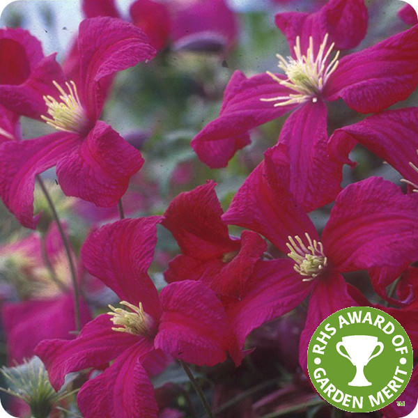 Clematis Royal Velours