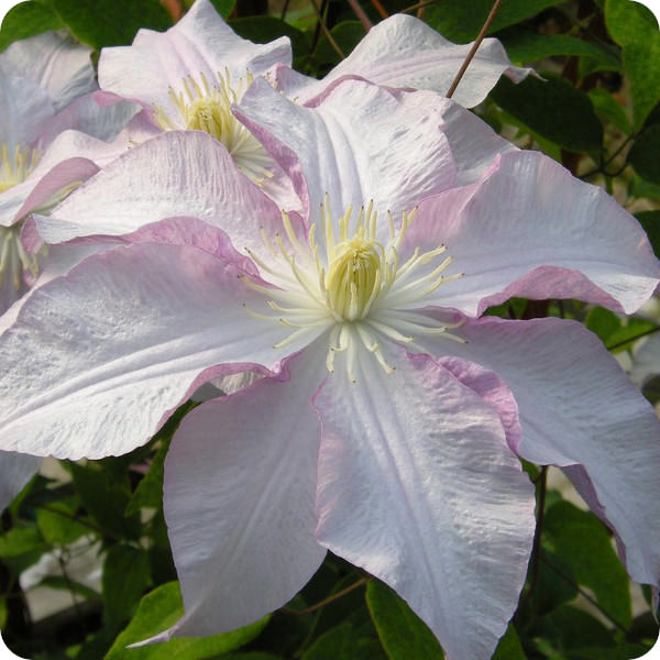 Clematis VANCOUVER Morning Mist