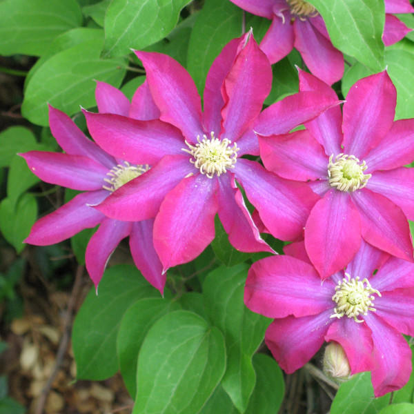 Clematis Pink Champagne