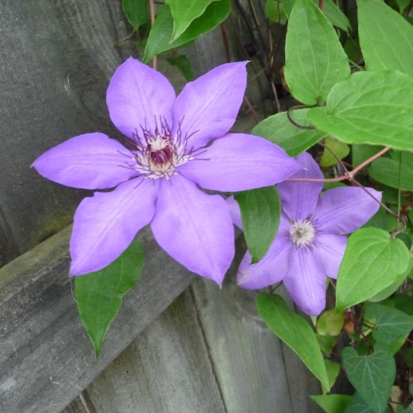Clematis Violet Charm